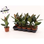 Ficus Viigipuu elastica robusta 12cm