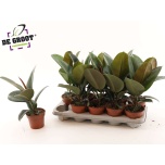 Ficus Viigipuu elastica robusta 12cm