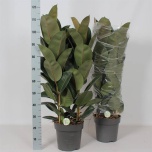 Ficus Viigipuu elastica robusta 27cm