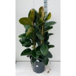 Ficus elastica robusta 35cm