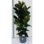 Ficus elastica robusta 35cm