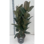 Ficus elastica robusta 35cm