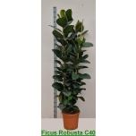Ficus elastica robusta 40cm