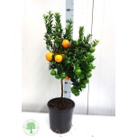 Citrus aurantium chinotto 22cm