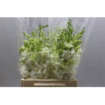 Dendrobium 45cm valge