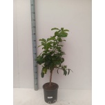Citrus limon Sidrunipuu 22cm