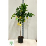 Citrus limon 24cm
