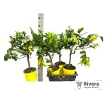 Citrus medica var digitata 20cm