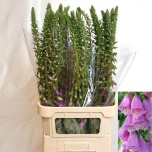Digitalis Sõrmkübar purpurea 100cm