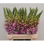 Digitalis Sõrmkübar purpurea 90cm