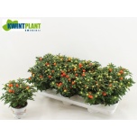Solanum pseudoc Koralltomat 10,5cm