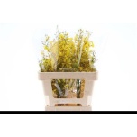 Oncidium Ontsiidium 50cm
