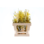 Oncidium Ontsiidium 65cm