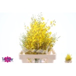 Oncidium Ontsiidium 65cm