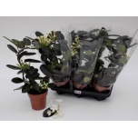 Stephanotis floribunda 12cm