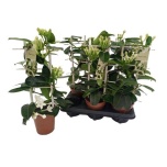 Stephanotis floribunda Pärgväänik 12cm