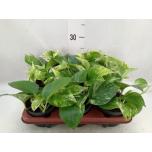 Epipremnum Nõelköis 12cm Marble Queen