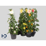 Thunbergia Tunbergia alata 17cm