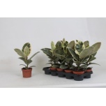 Ficus elastica tineke 12cm