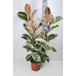 Ficus elastica tineke 27cm