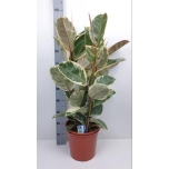 Ficus elastica tineke 27cm
