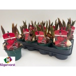 Tulp - arr mix 9cm