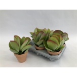 Kalanchoe Thyrsifl 11cm