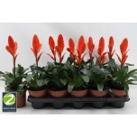 Vriesea other 12cm