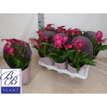 Zantedeschia Kalla other 14cm