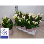 Zantedeschia Kalla other 14cm