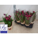 Zantedeschia Kalla other 14cm