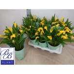 Zantedeschia Kalla other 14cm