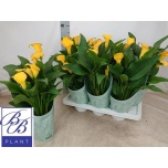 Zantedeschia Kalla other 14cm