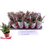Schlumbergera Jõulukaktus other 9cm
