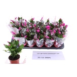 Schlumbergera Jõulukaktus other 9cm