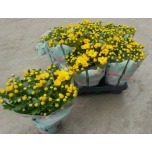 Chrysanthemum Krüsanteem indi other 12cm