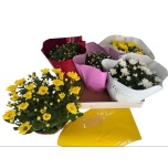 Chrysanthemum Krüsanteem indi other 23cm