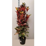 Codiaeum variegatum mrs iceton 30cm