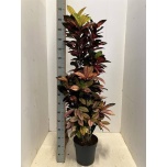 Codiaeum var Ebakrooton mrs iceton 30cm