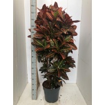 Codiaeum vari Ebakrooton Petra 34cm