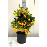 Citrofortunella Kalamondiinipuu 20cm