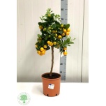 Citrofortunella Kalamondiinipuu 20cm