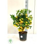 Citrus Fortunella Kalamondiinipuu margarita 22cm
