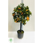 Citrus Fortunella margarita 26cm