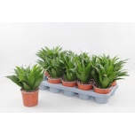 Dracaena Draakonipuu frag compacta 12cm