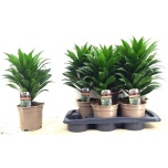 Dracaena fragrans compacta 17cm