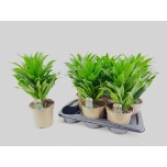Dracaena Draakonipuu frag compacta 17cm
