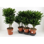 Dracaena fragrans compacta 19cm