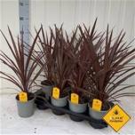 Cordyline Lõuna-tõlvpuu aust red star 13cm