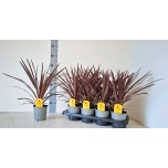 Cordyline Lõuna-tõlvpuu aust red star 13cm